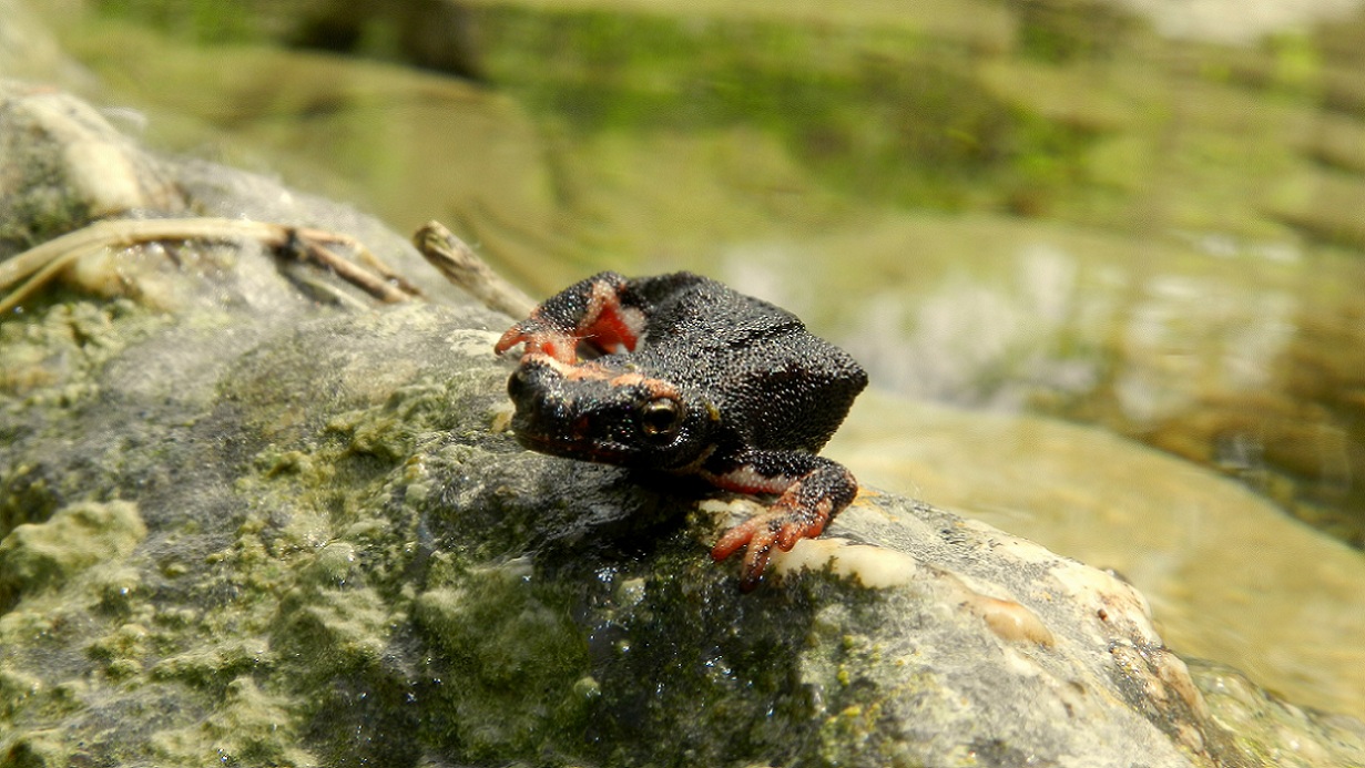 Salamandrine Molisane